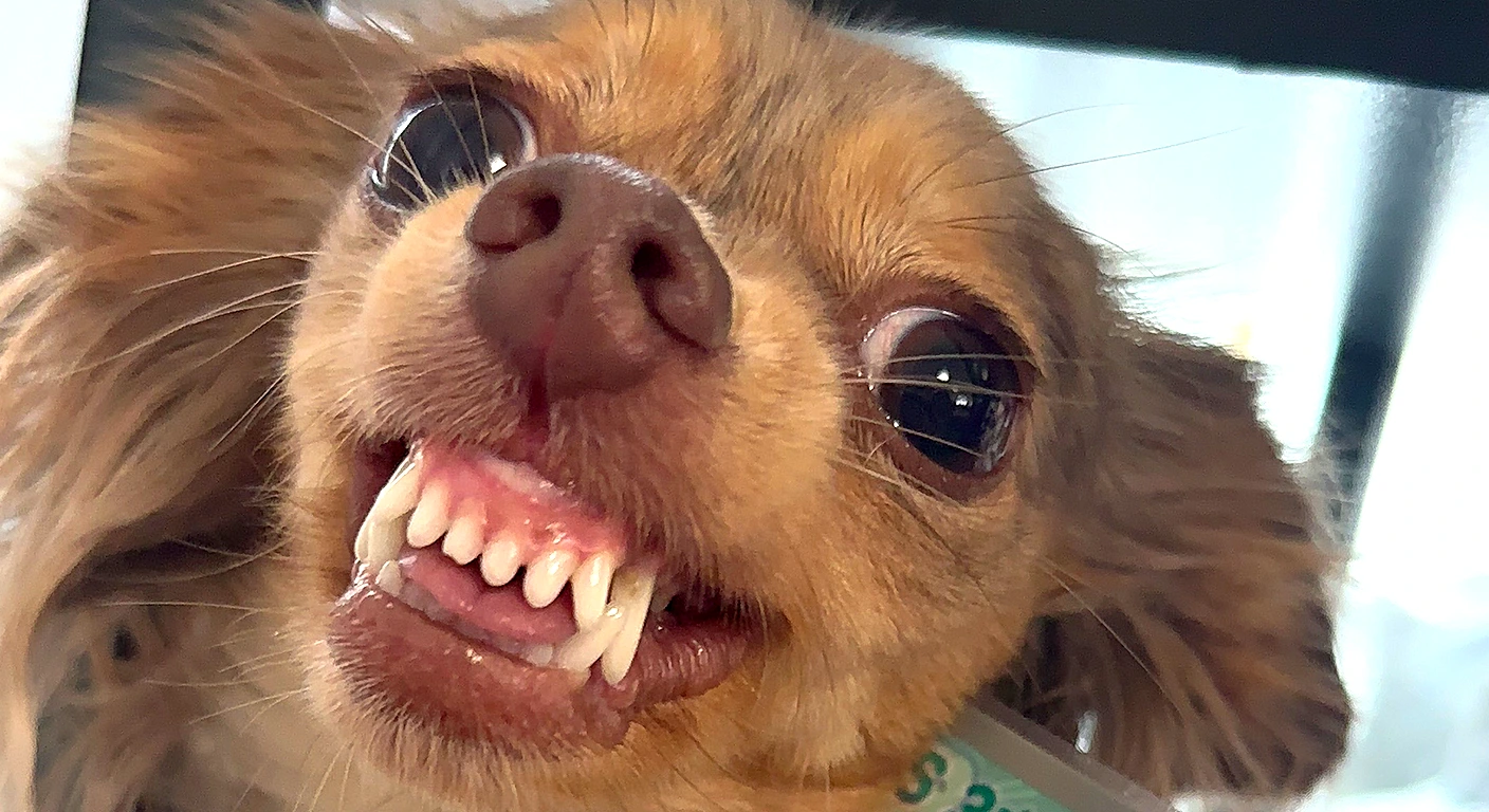 【第2回】会社には二匹の犬がいます― 犬も人を選ぶ🐾